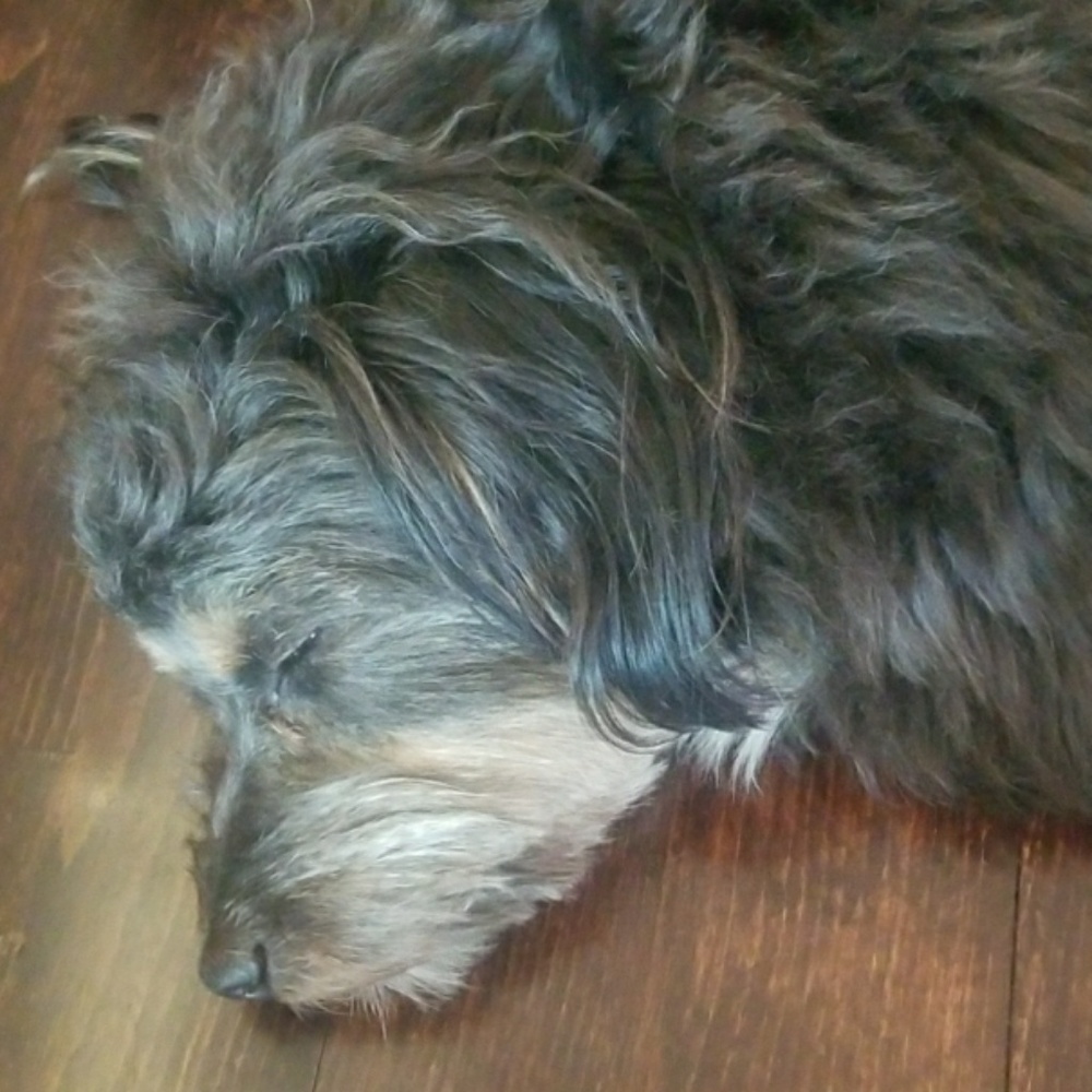 Meet your Posher, Bella